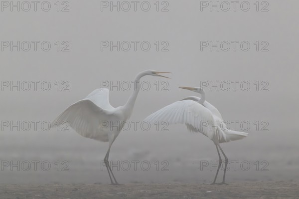Great Egret, (Egretta alba), Warring Great Egret in the Mist, Lasitz, Saxony, Germany