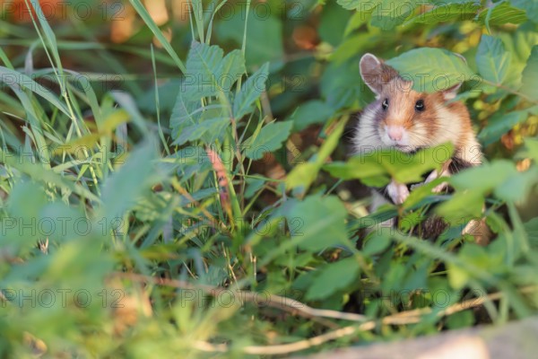 A European hamster (Cricetus cricetus) sits well hidden by leaves on a decorated grave in its search for food . Vienna, Austria