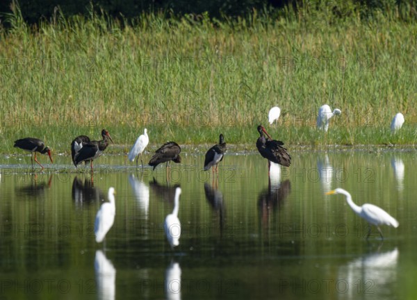 Black storks (Ciconia nigra) and great egret (Ardea alba) in the shallow water zone of a pond, Lower Saxony, Germany