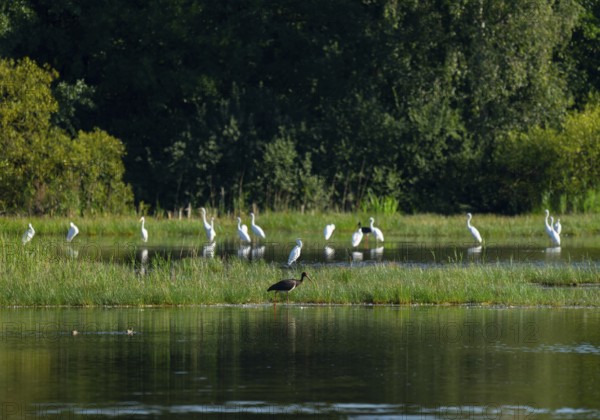 Black stork (Ciconia nigra) and great egret (Ardea alba) in the shallow water zone of a pond, Lower Saxony, Germany