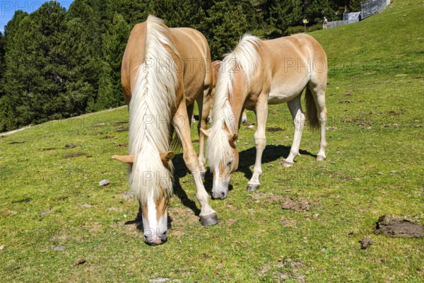 Free-grazing horses on an alpine pasture near the Acherkogel in the Stubai Alps in Hochoetz, Ötz, Ötztal, Tyrol, Austria