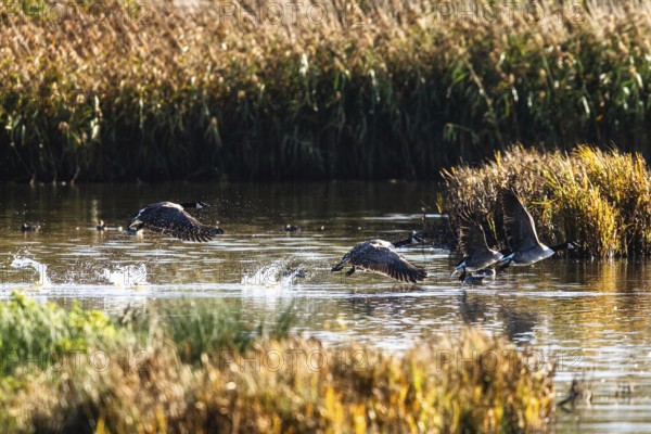Canada Goose, Branta Canadensis, birds in flight over marshes