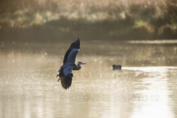 Grey Heron, Ardea cinerea, bird in flight in lights of sunrise on marshes