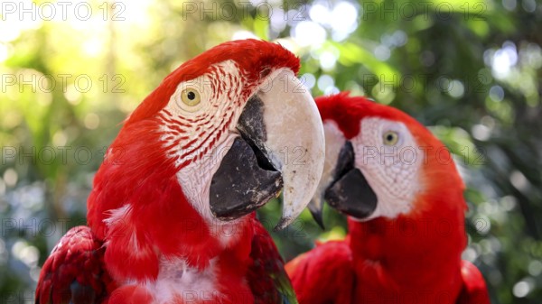 Red and white jungle macaw parrot with open beak friendly staring at camera