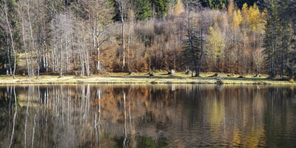 Late autumn, water reflection in moor pond, autumn, near Oberstdorf, Oberallgäu, Allgäu, Bavaria, Germany