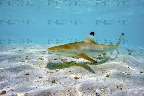 Juvenile young blacktip reef shark (Carcharhinus melanopterus) swims across sand in shallow lagoon off beach on Maldives island, Indian Ocean, Maldives