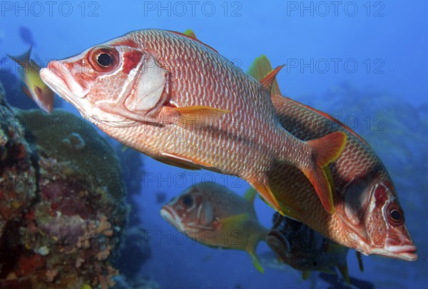 Large-thorn hussar Bigthorn hussarfish (Sargocentron spiniferum) Large-thorn husar giant husar, Red Sea, Indian Ocean, Indo-Pacific