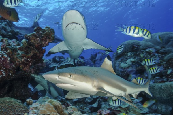 Down in the foreground blacktip reef shark (Carcharhinus melanopterus) blacktip reef shark shark swims close over stony corals (Scleractinia) in coral reef, above gray reef shark (Carcharhinus amblyrhynchos) swims head on towards observer, Pacific, Yap Island, Yap State, Caroline Islands, FSM, Federated Micronesian States, Australia, Oceania