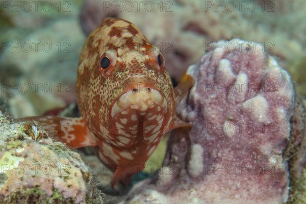 Juvelie's specimen of leopard grouper (Cephalopholis leopardus) sits supported between two small coral formats, Pacific