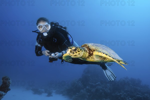 Diver viewed at close range swimming next to hawksbill turtle (Eretmochelys imbricata) in coral reef, Red Sea, Egypt