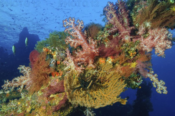 Different coral species colorful intact colorful healthy soft corals (Dendrnephthya) and horn corals (Gorgonacea) grow on part of shipwreck form artificial coral reef, Indo-Pacific, Indian Ocean, Bali, Indonesia