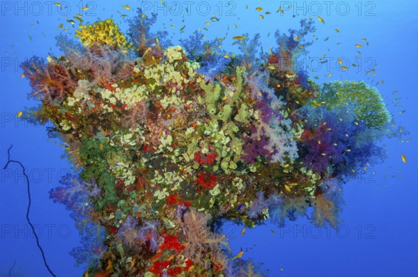 Colorful coral block Erg in the shape of like a tree with various types of colorful intact colorful living healthy corals Soft corals (Dendronephthya) Hard corals (Scleractinia) in front of a blue sea, Red Sea, Egypt, Sudan