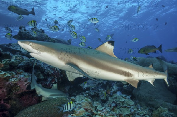 Blacktip reef shark Blacktip reef shark (Carcharhinus melanopterus) Blacktip rffshark shark swims close above stony corals (Scleractinia) in coral reef across observer, Pacific, Yap Island, Yap State, Caroline Islands, FSM, Federated States of Micronesia, Australia, Oceania