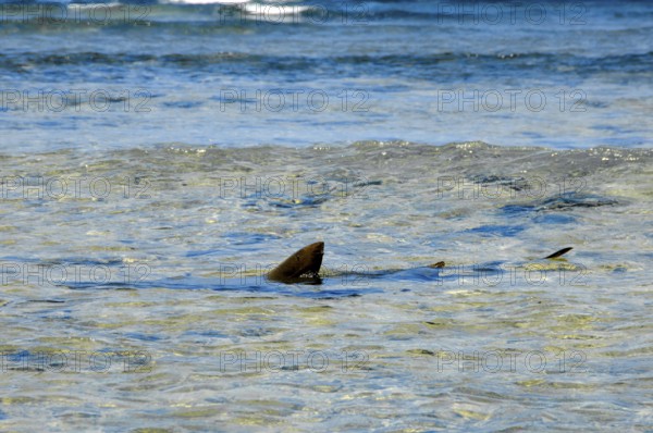 Fin dorsal fin of Atlantic nurse shark (Ginglymostoma cirratum) sticking out of the water can be seen at the water surface, shark swimming in shallow water close to the coast of Canary Island Shark fin sticking out of the water, Sal, Cape Verde Islands, Cabo Verde