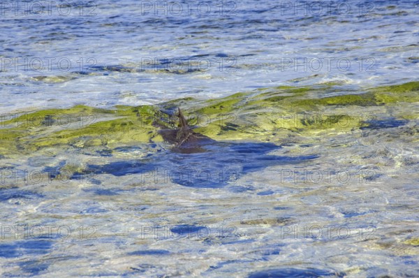 View from shore to silhouette of Atlantic nurse shark (Ginglymostoma cirratum) fin dorsal fin sticking out of the water can be seen at water surface, shark swimming in shallow water close to coast Beach on viewer to shark fin sticking out of the water, Sal, Cape Verde Islands, Cabo Verde