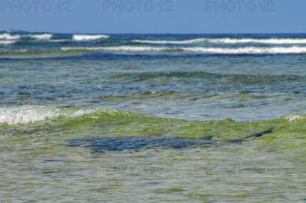 View from shore of silhouette of Atlantic nurse shark (Ginglymostoma cirratum) is seen swimming just below water surface, shark swimming in shallow water close to coast towards observer, Sal, Cape Verde Islands, Cabo Verde