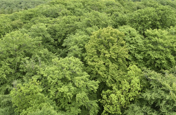 Beech forest in Jasmund National Park on the island of Rügen, Mecklenburg-Western Pomerania, Germany