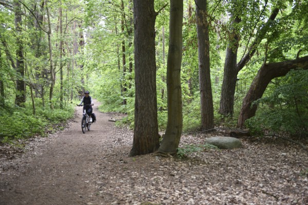 Female cyclist in the beech forest of Jasmund National Park on Rügen, Mecklenburg-Western Pomerania, Germany