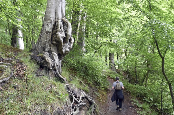 Woman hiking in Jasmund National Park on Rügen, Mecklenburg-Western Pomerania, Germany