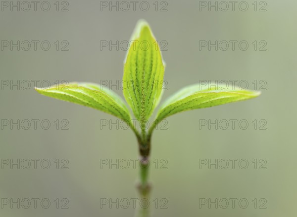 Red dogwood (Cornus sanguinea), young leaves, fresh leaf shoots, Lower Saxony, Germany