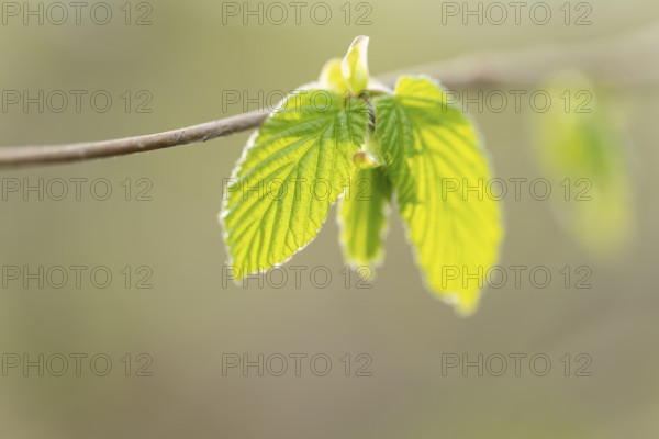 Common hazel (Corylus avellana), young leaves, fresh leaf shoots, Lower Saxony, Germany