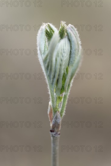 Rowan, mountain ash (Sorbus aucuparia), young leaves, fresh leaf shoots, Lower Saxony, Germany
