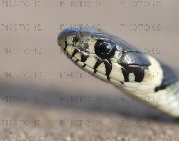 Grass snake (Natrix natrix), portrait, Lower Saxony, Germany