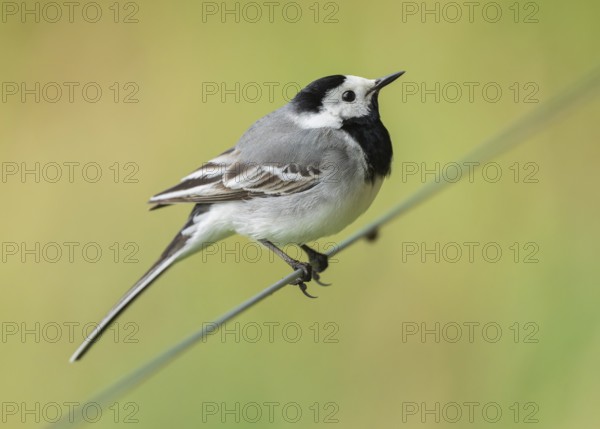 Wagtail (Motacilla alba) standing on a wire fence, Lower Saxony, Germany