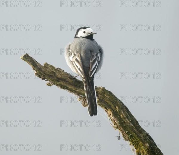 Wagtail (Motacilla alba) standing on a branch, Lower Saxony, Germany