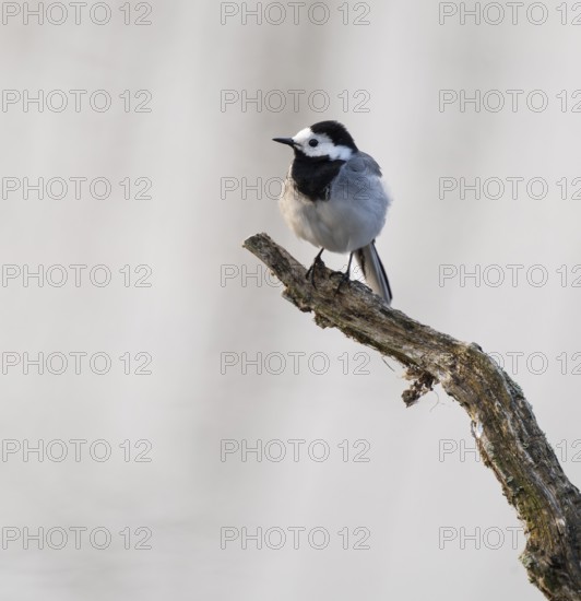 Wagtail (Motacilla alba) standing on a branch, Lower Saxony, Germany