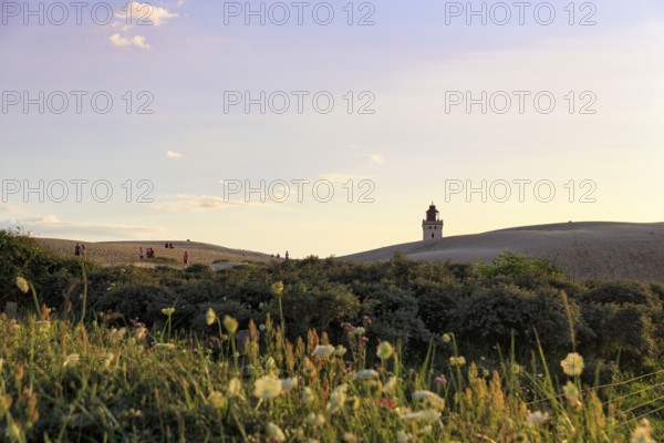 Rubjerg Knude lighthouse on the horizon, walkers on hiking dune, evening mood in summer, Løkken, Lokken, Nordjylland, North Jutland, Denmark
