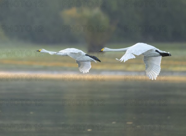 Singing swan (Cygnus cygnus), two whooping swans flying over a lake, Lower Saxony, Germany