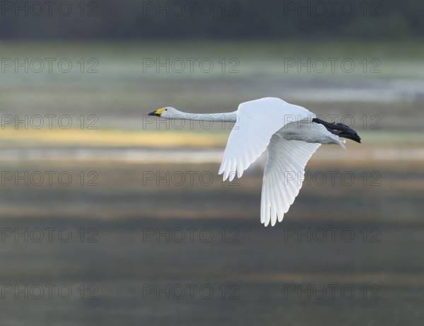 Singing swan (Cygnus cygnus) flying over a lake, Lower Saxony, Germany