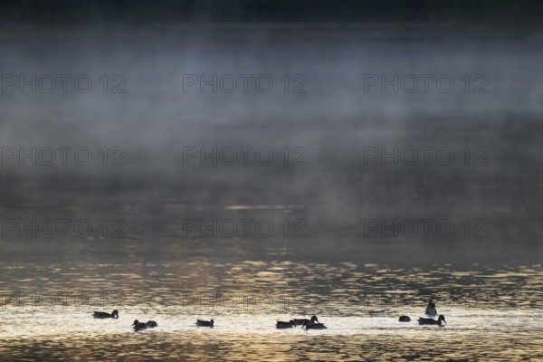 Crickente (Anas crecca), crickenten looking for food on a lake, morning light, clouds of fog, Lower Saxony, Germany