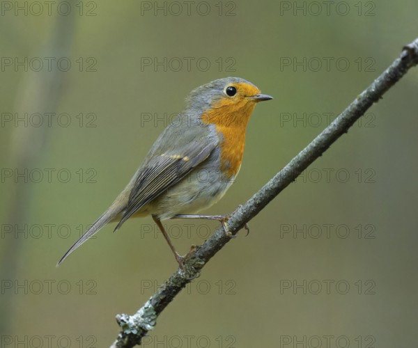 Robin (Erithacus rubecula) on a branch, Lower Saxony, Germany