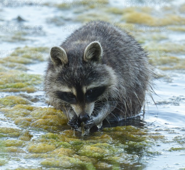 Raccoon (Procyon lotor), looking for food in the shallow water zone of a lake, Lower Saxony, Germany