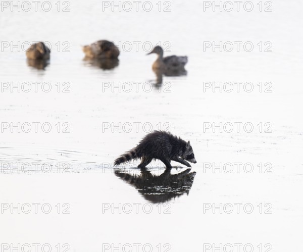 Raccoon (Procyon lotor), young raccoon looking for food in the shallow water zone of a lake, behind ducks, Lower Saxony, Germany