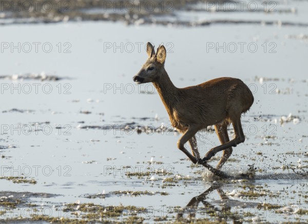 Deer (Capreolus capreolus), young roebuck running through the shallow water zone of a lake, Lower Saxony, Germany