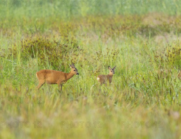Deer (Capreolus capreolus), ricke and fawn stand on a wet meadow, Lower Saxony, Germany