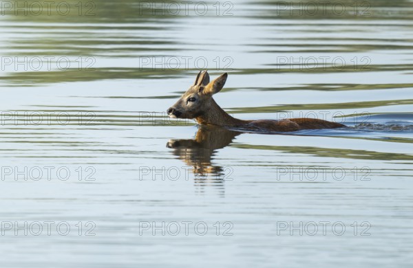 Deer (Capreolus capreolus), young roebuck swimming through a lake, Lower Saxony, Germany