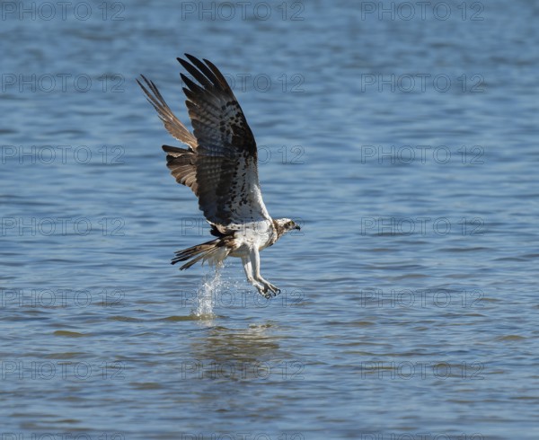 Osprey (Pandion haliaetus) flies over a blue water surface of a lake while hunting fish, Lower Saxony, Germany
