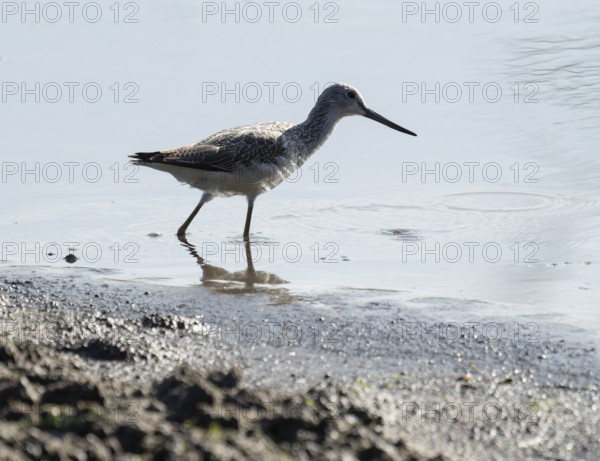 Green thighs (Tringa nebularia) looking for food in the shallow water zone of a body of water, wetland, Lower Saxony, Germany