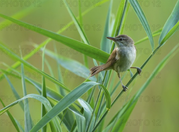 Thrush warbler (Acrocephalus arundinaceus) on a reed, reed (Phragmites australis), Lower Saxony, Germany