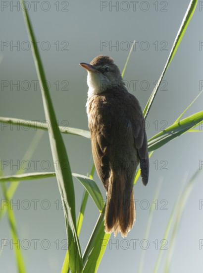 Thrush warbler (Acrocephalus arundinaceus) on a reed, reed (Phragmites australis), Lower Saxony, Germany