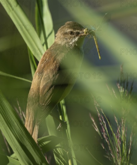 Bluebird (Acrocephalus arundinaceus) on a reed stalk, reed (Phragmites australis), with prey dragonfly (Odonata) in its beak, Lower Saxony, Germany