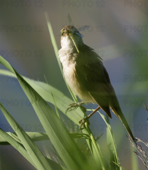 Bluebird (Acrocephalus arundinaceus) on a reed stalk, reed (Phragmites australis), with prey dragonfly (Odonata) in its beak, Lower Saxony, Germany