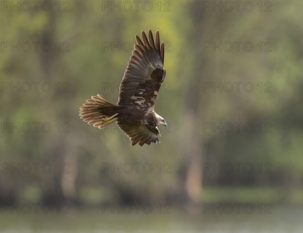 Harrier (Circus aeruginosus), female searching for food in flight, Lower Saxony, Germany