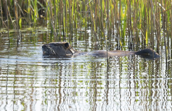 Nutria (Myocastor coypus) swims on a lake, Lower Saxony, Germany