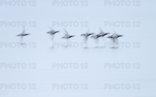 Heron duck (Aythya fuligula), heron flying over a lake, motion blur, long exposure, pull, mopping effect, Lower Saxony, Germany