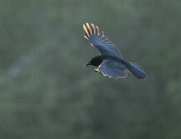 Raven crow (Corvus corone) flying, Lower Saxony, Germany